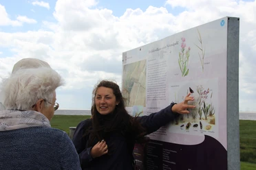 Salzwiesenführung Ein Tour-Guide erklärt einer kleinen Gruppe Pflanzenarten auf einer Infotafel im Nationalpark Wattenmeer.