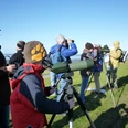 Vogelkieker - Vogelbeobachtung Gruppe von Menschen beobachtet mit Ferngläsern und Spektiven Vögel am Deich bei klarem Himmel.