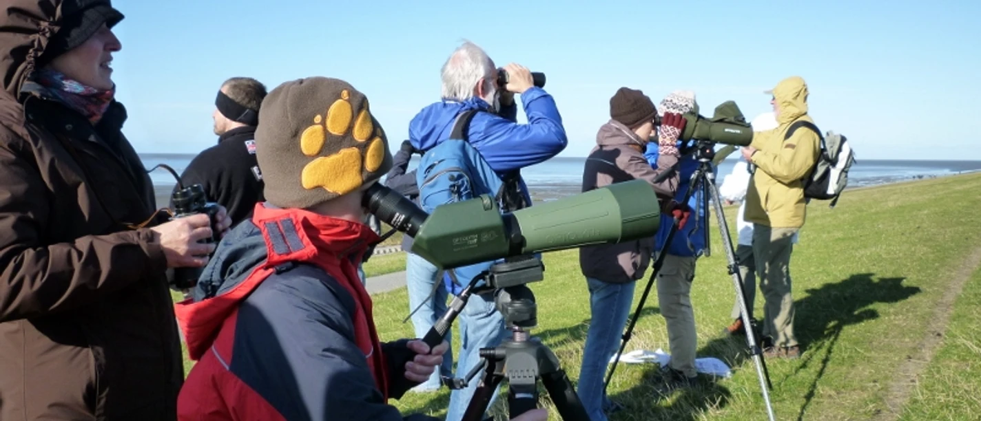 Vogelkieker - Vogelbeobachtung Gruppe von Menschen beobachtet mit Ferngläsern und Spektiven Vögel am Deich bei klarem Himmel.