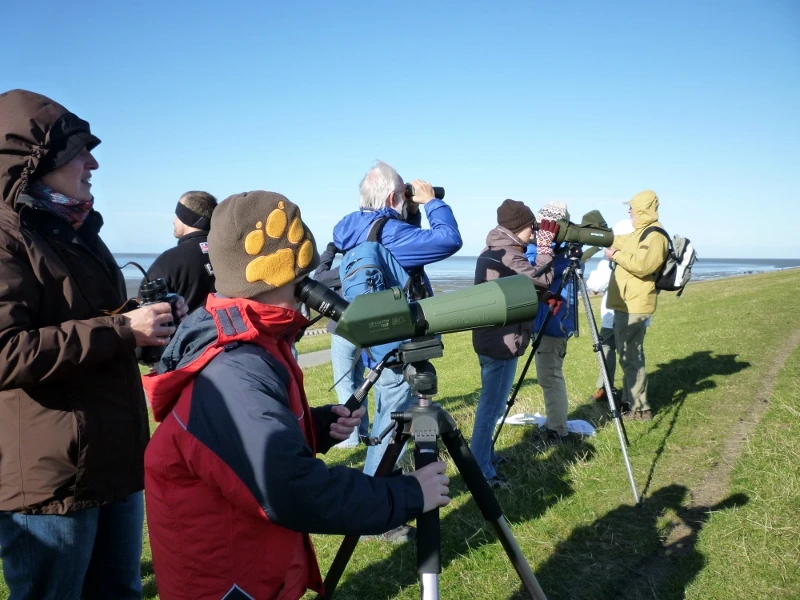 Vogelkieker - Vogelbeobachtung Gruppe von Menschen beobachtet mit Ferngläsern und Spektiven Vögel am Deich bei klarem Himmel.