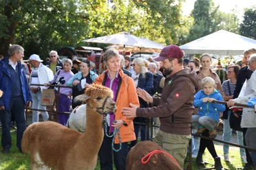 Herbstmarkt Eine Gruppe Menschen steht um Lamas, einige streicheln und führen sie an Leinen auf einer grünen Wiese.