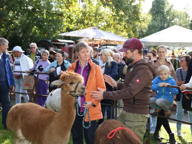 Herbstmarkt Eine Gruppe Menschen steht um Lamas, einige streicheln und führen sie an Leinen auf einer grünen Wiese.
