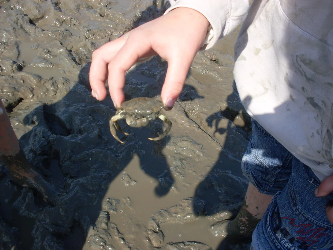 Krebs im Wattenmeer Kind hält kleinen Krebs über schlammigem Wattboden bei einer Wattwanderung im Sonnenlicht.