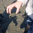 Krebs im Wattenmeer Kind hält kleinen Krebs über schlammigem Wattboden bei einer Wattwanderung im Sonnenlicht.