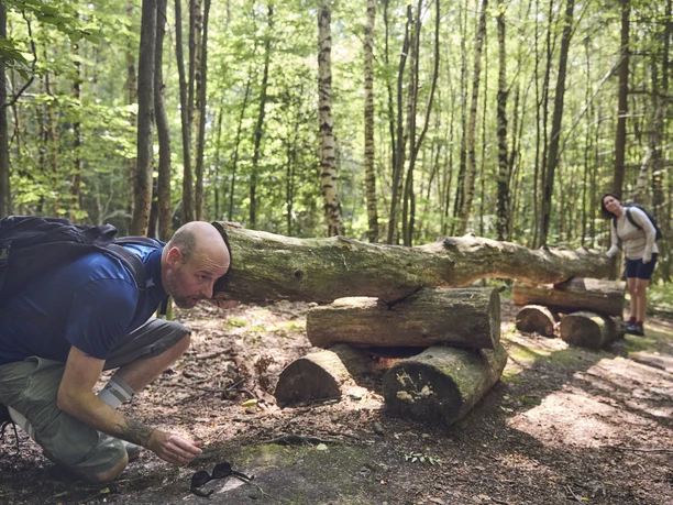 LeistruperWald-LeistruperWaldRoute-LeistruperWald-LTMGmbH-HirschmeierMediaGmbH&CoKG_011.jpg Ein Mann und eine Frau bestaunen im Leistruper Wald einen über den Weg liegenden Baumstamm.