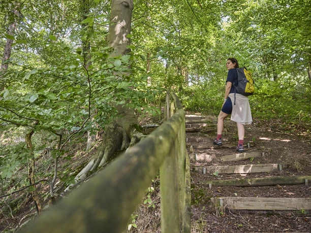 Dörentrup-NABULehrpfad-Teutoburger Wald-LTMGmbH-HirschmeierMediaGmbH&CoKG_043.jpg Eine Frau wandert im Teutoburger Wald auf einem hölzernen Pfad, umgeben von dichtem Grün.