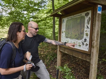 Dörentrup-NABULehrpfad-Teutoburger Wald-LTMGmbH-HirschmeierMediaGmbH&CoKG_020.jpg Zwei Menschen studieren eine informationsreiche Tafel im Grünen entlang eines Waldlehrpfads.