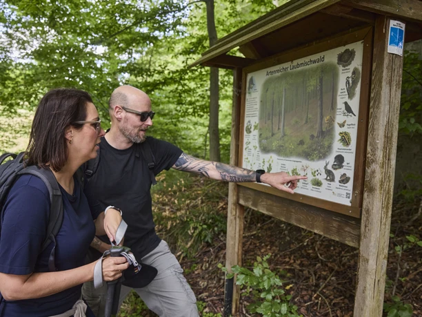 Dörentrup-NABULehrpfad-Teutoburger Wald-LTMGmbH-HirschmeierMediaGmbH&CoKG_020.jpg Zwei Menschen studieren eine informationsreiche Tafel im Grünen entlang eines Waldlehrpfads.