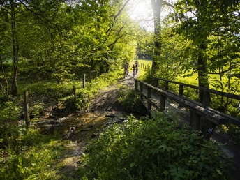 Familie radelt durch Wald über schmalen Weg mit Brücke Familie radelt durch Wald über schmalen Weg mit Brücke