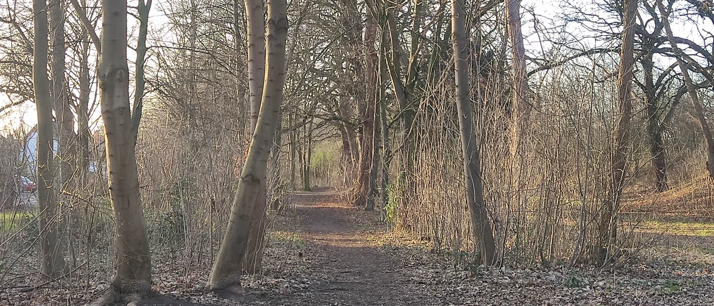 Minden - Minderheide.jpg Das Bild zeigt einen Weg durch ein Wäldchen.