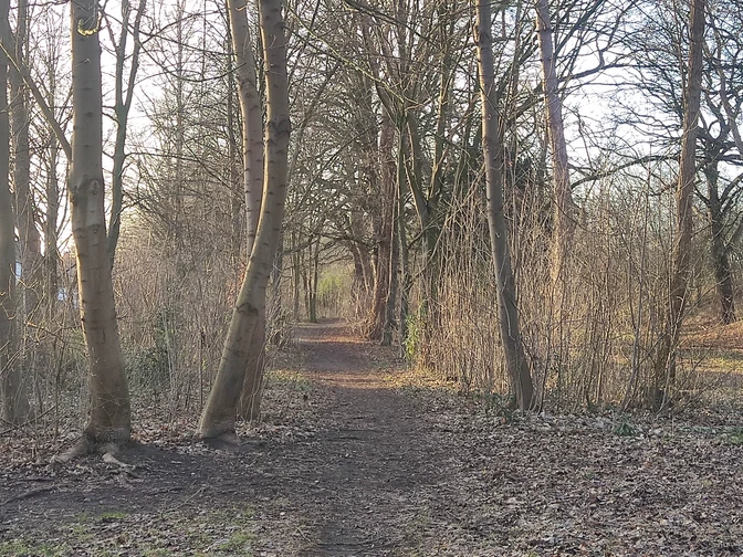 Minden - Minderheide.jpg Das Bild zeigt einen Weg durch ein Wäldchen.