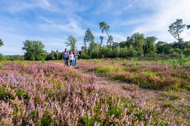 Unterwegs in der blühenden Hildener Heise Eine Gruppe von Menschen spaziert auf einem Weg durch ein Feld mit blühenden lila Heidekraut.