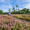 Unterwegs in der blühenden Hildener Heise Eine Gruppe von Menschen spaziert auf einem Weg durch ein Feld mit blühenden lila Heidekraut.