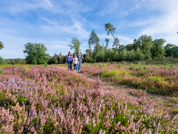 Unterwegs in der blühenden Hildener Heise Eine Gruppe von Menschen spaziert auf einem Weg durch ein Feld mit blühenden lila Heidekraut.