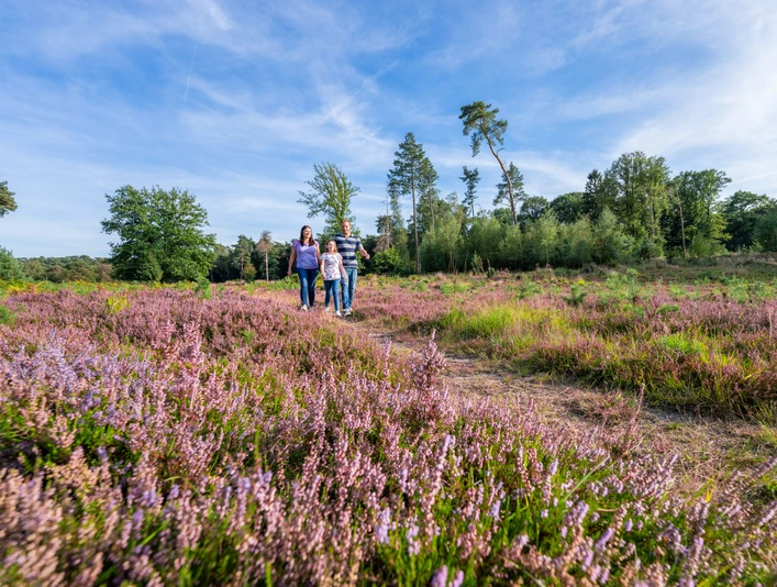 Unterwegs in der blühenden Hildener Heise Eine Gruppe von Menschen spaziert auf einem Weg durch ein Feld mit blühenden lila Heidekraut.