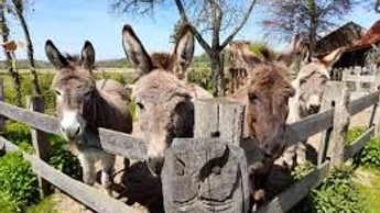 Esel vier.jpg Vier Esel Rosenhof Lippe