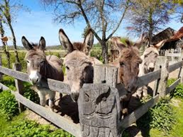 Esel vier.jpg Vier Esel Rosenhof Lippe