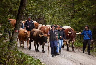 Almfest mit kleinem traditionellem Almabtrieb