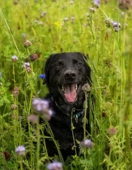 Erziehung und Spass mit Hund