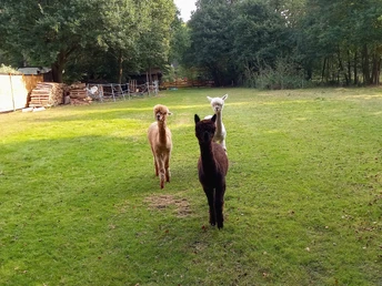 Alpakas am Lütten Moorhus Karlshöfen Alpakas am Lütten Moorhus Karlshöfen
