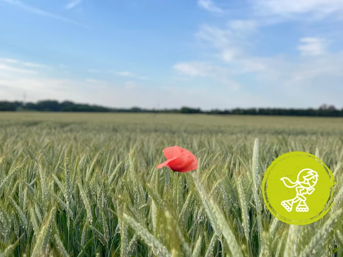 Das Bild zeigt ein großes Feld mit einer Mohnblume.