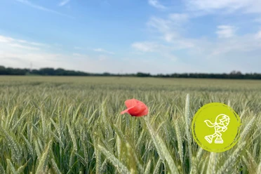 Minden - Leteln mit Kids.png Das Bild zeigt ein großes Feld mit einer Mohnblume.