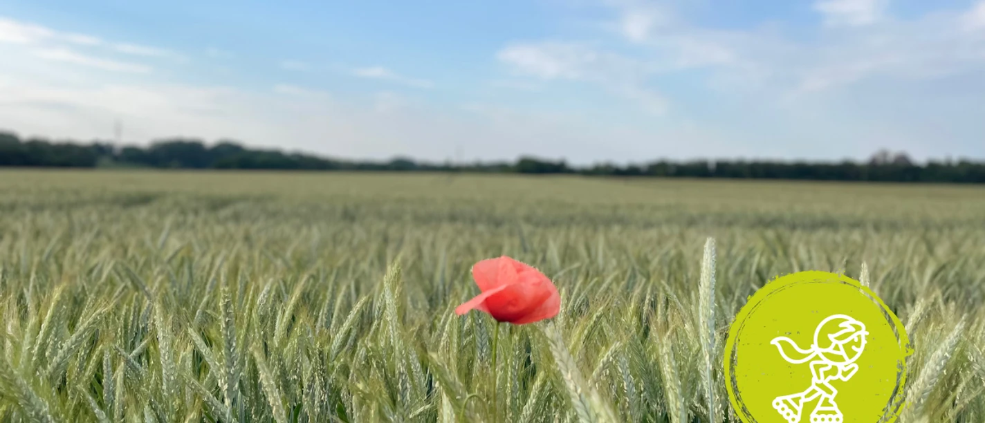 Minden - Leteln mit Kids.png Das Bild zeigt ein großes Feld mit einer Mohnblume.