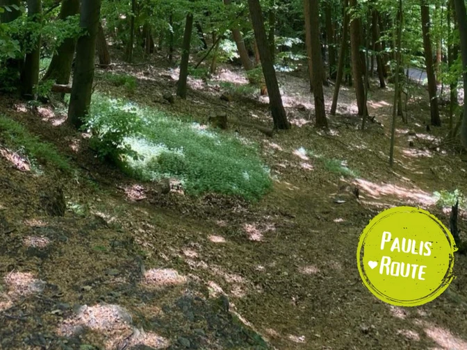 Das Bild zeigt einen Weg im Wald.