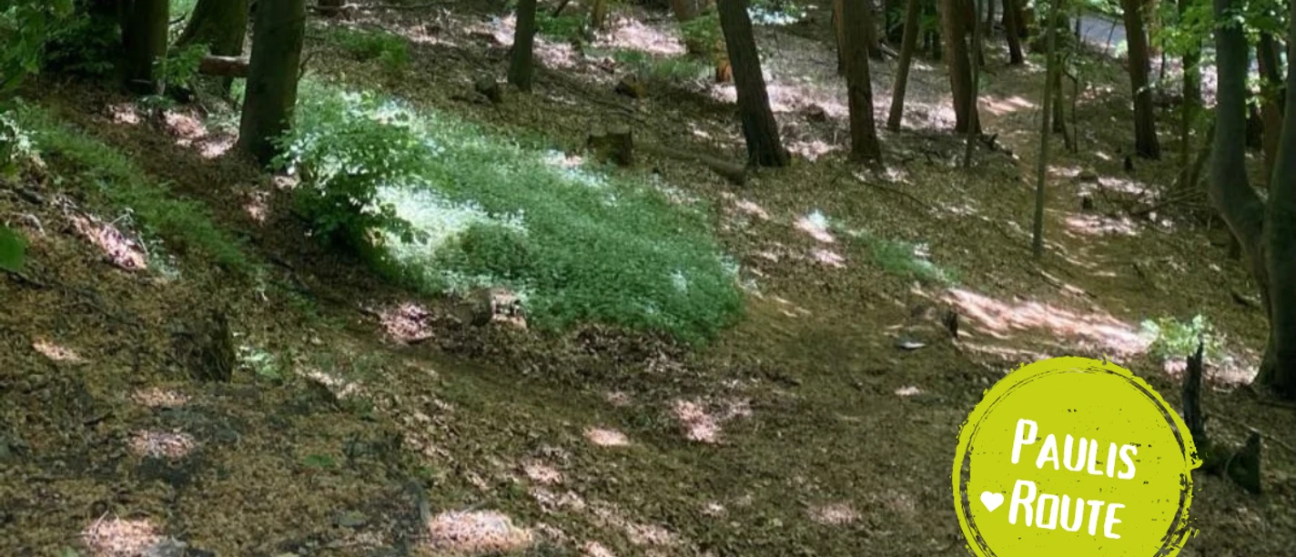 Minden - Kohlmeisenweg.png Das Bild zeigt einen Weg im Wald.