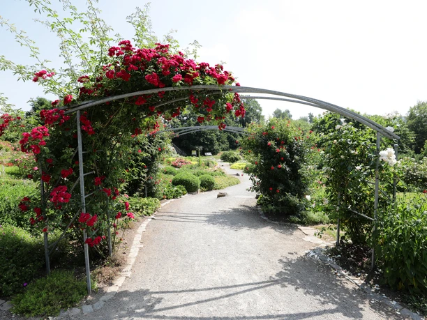 029HR - Bad Emstal - Kurpark Rosengarten.JPG