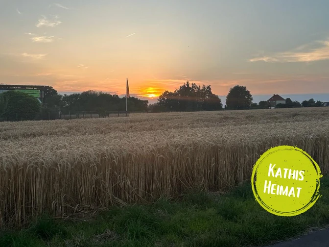 Das Bild zeigt ein Feld.