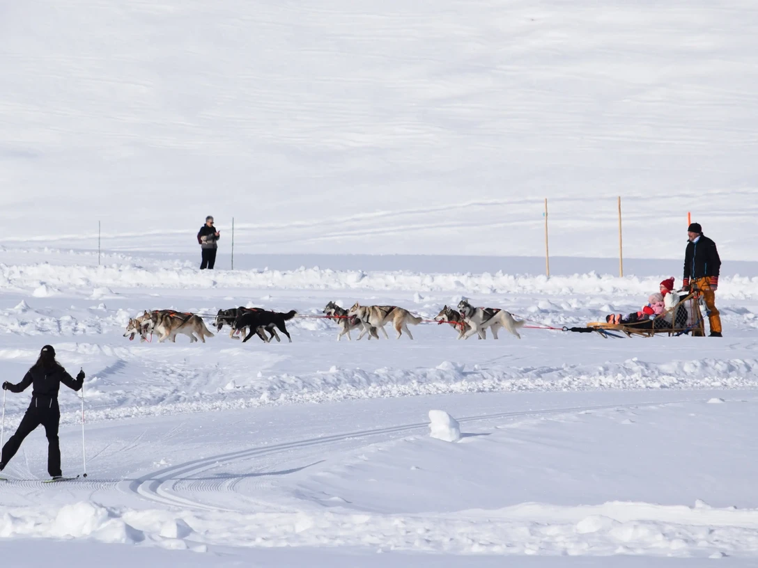 husky-schlittelfahrt-simplonpass.webp