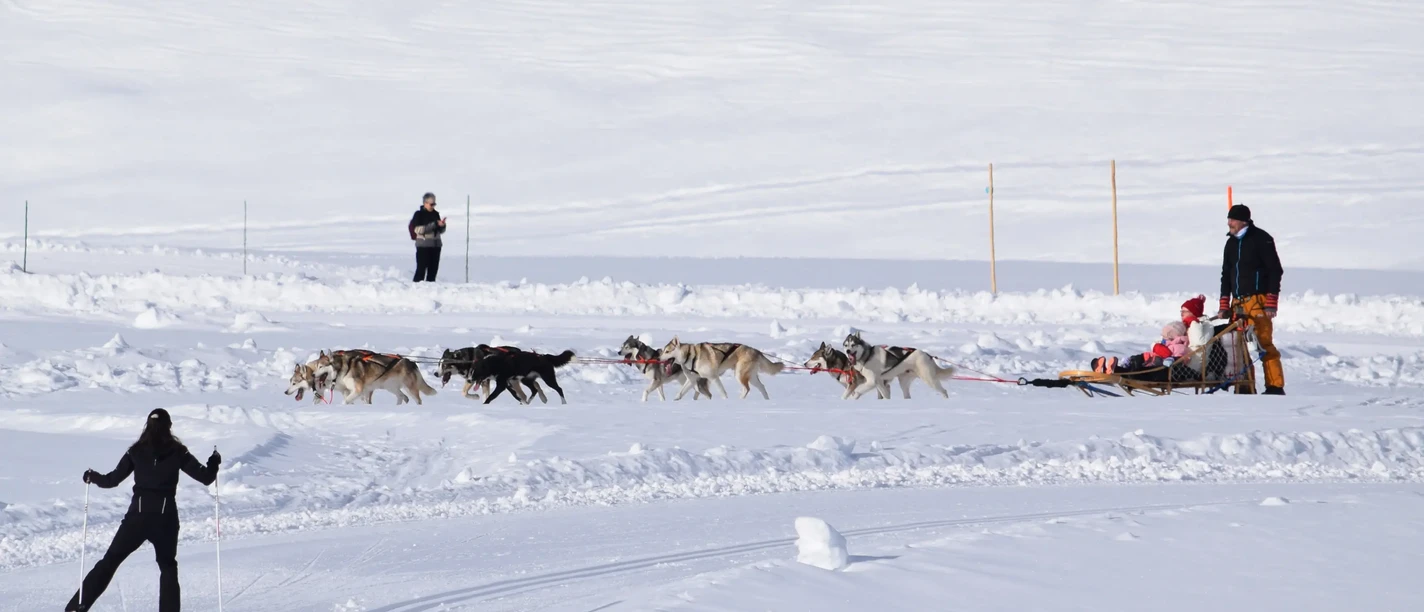 husky-schlittelfahrt-simplonpass.webp