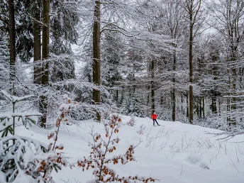 Langläuferin im verschneiten Wald in Willingen Langläuferin im verschneiten Wald in Willingen