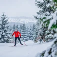 Langläuferin im Winterwald in Willingen Langläuferin im Winterwald in Willingen