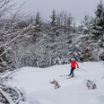 Langläuferin im Winterwald in Willingen Langläuferin im Winterwald in Willingen