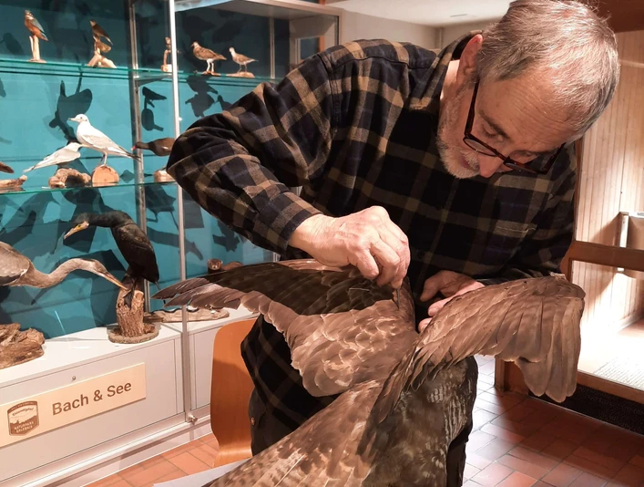 Tierpräparation an einem Vogel