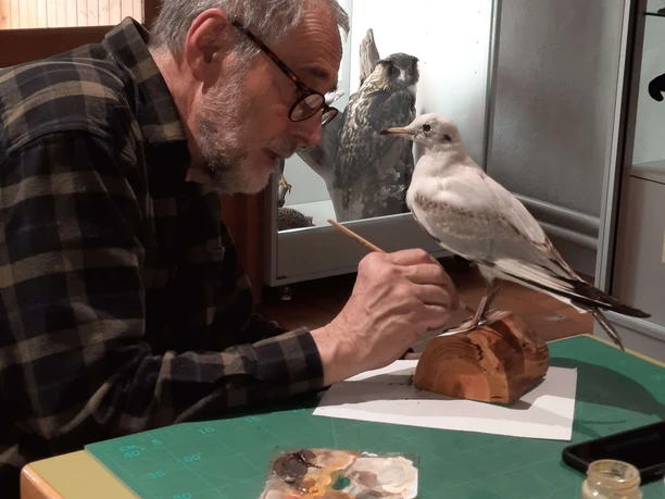 Filigrane Arbeit eines Tierpräparators