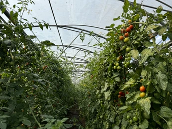 Gewächshaus_Tomaten_Biolandhof_Freese_Rhauderfehn_IMG_2893.JPG Tomatenpflanzen mit grünen und roten Früchten wachsen in einem Gewächshaus mit transparentem Dach