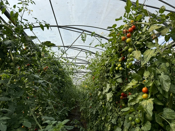 Gewächshaus_Tomaten_Biolandhof_Freese_Rhauderfehn_IMG_2893.JPG Tomatenpflanzen mit grünen und roten Früchten wachsen in einem Gewächshaus mit transparentem Dach