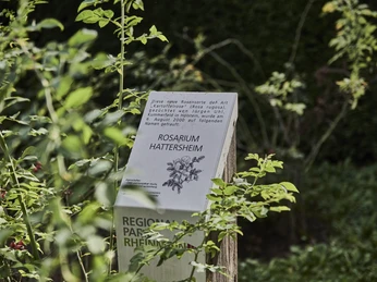 Rosarium Hattersheim - Rosarium