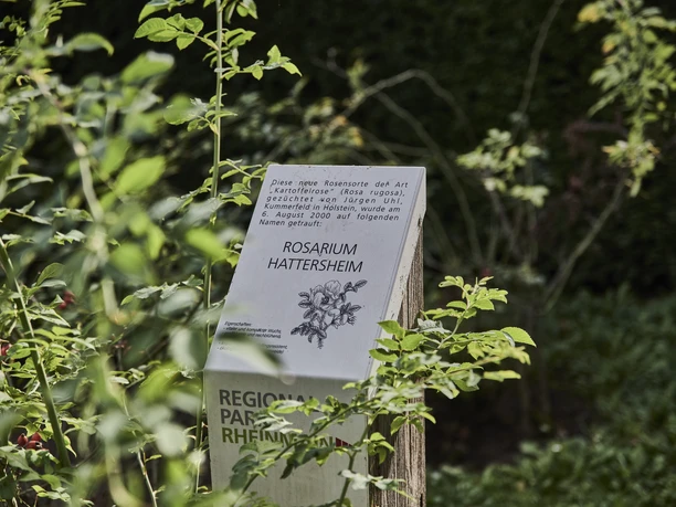 Rosarium Hattersheim - Rosarium