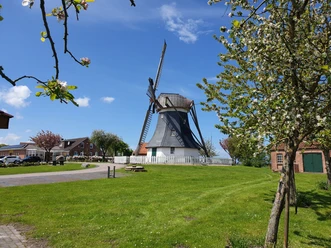 Mühle.jpg Die Mühle mit Bäumen im Vordergrund
