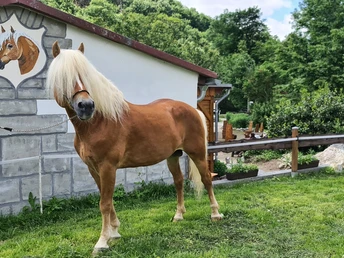 Reiterhof Wernigerode - Blick zum Reiterhof