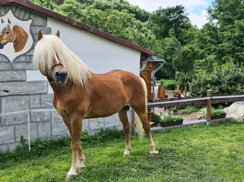 Reiterhof Wernigerode - Blick zum Reiterhof Reiterhof Wernigerode - Blick zum Reiterhof