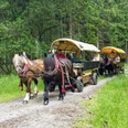 Reiterhof Wernigerode - Kutschfahrten Reiterhof Wernigerode - Kutschfahrten