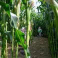 Weiernheim_Maislabyrinth_03.jpg
