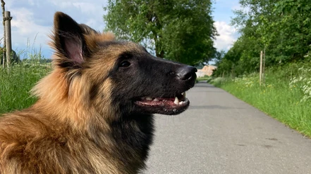 Hund Hund