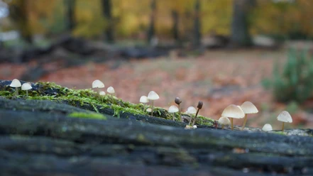 pilzwanderung-heidschnuckenweg-bispingen.jpg Pilze im Naturschutzgebiet Lüneburger Heide