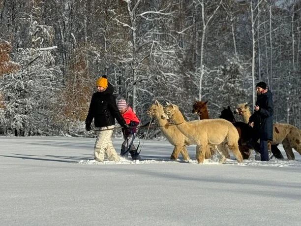 Two people lead several alpacas through a snowy winter landscape, surrounded by snow-covered trees.